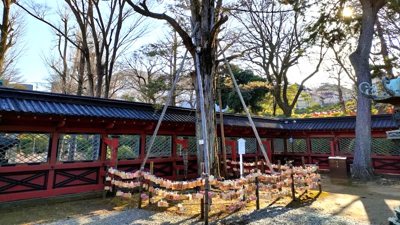 願掛けカヤノキ